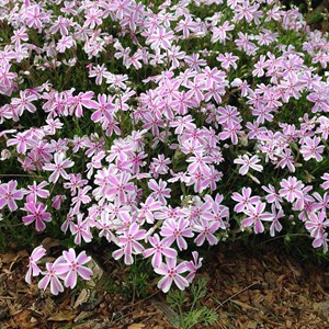 Phlox mousse  - phlox subulata 'candy stripes'  - godet 9x9 cm