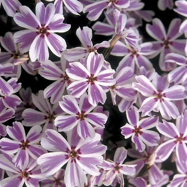 Arborix - 6 x phlox mousse - phlox subulata 'candy stripes' - godet 9x9 cm
