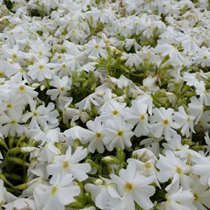 Phlox mousse  - phlox subulata 'calvides white'  - godet 9x9 cm