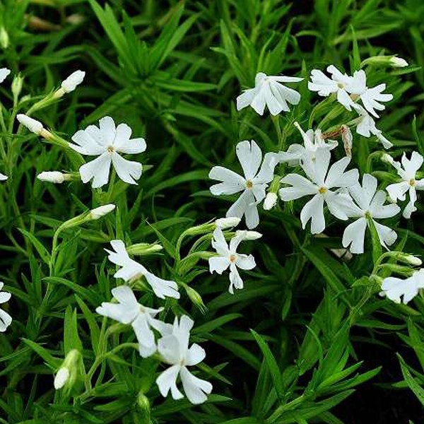Arborix - 6 x phlox mousse - phlox subulata 'calvides white' - godet 9x9 cm