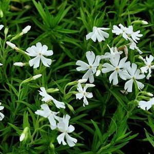 Phlox mousse  - phlox subulata 'calvides white'  - godet 9x9 cm