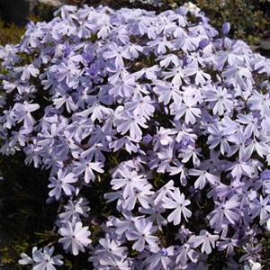 Phlox mousse  - phlox subulata 'emerald cushion blue'  - godet 9x9 cm
