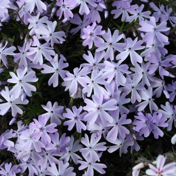 Arborix - 6 x phlox mousse - phlox subulata 'emerald cushion blue' - godet 9x9 cm