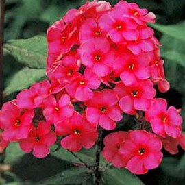 Phlox paniculé  - phlox paniculata 'starfire'  - godet 9x9 cm