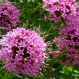 6 x crucianelle - phuopsis stylosa  - godet 9x9 cm