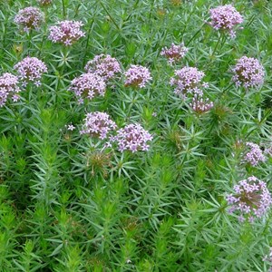 6 x crucianelle - phuopsis stylosa  - godet 9x9 cm