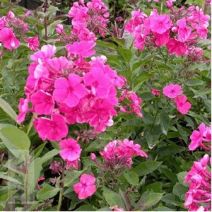Phlox paniculé  - phlox paniculata 'tenor'  - godet 9x9 cm
