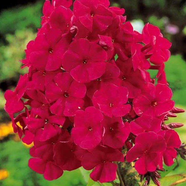 Arborix - 6 x phlox paniculé - phlox paniculata 'tenor' - godet 9x9 cm