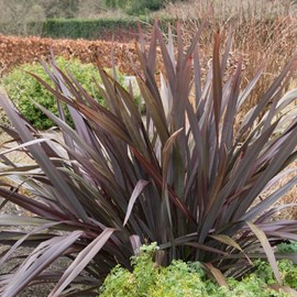 Lin de nouvelle-zélande  - phormium tenax 'purpureum'  - 60-80 cm pot