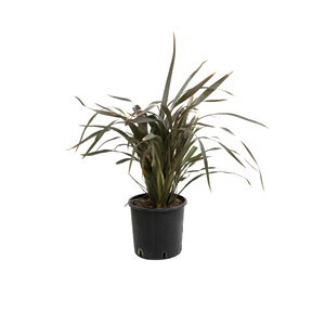 Lin de nouvelle-zélande  - phormium tenax 'purpureum'  - 60-80 cm pot