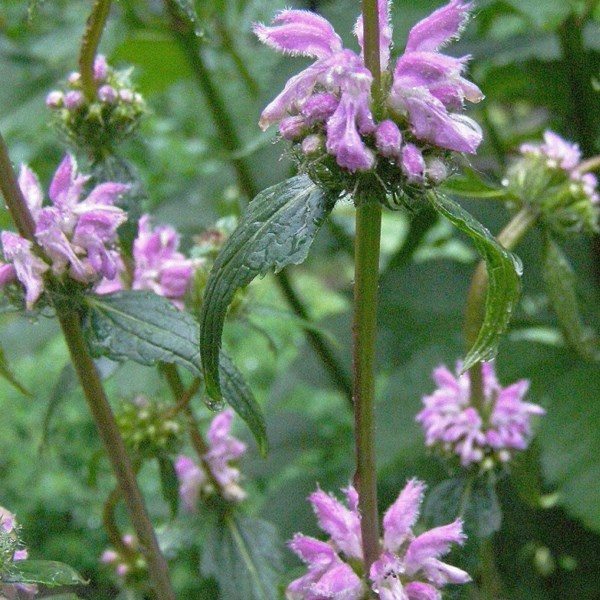 6 x sauge tubéreuse de jérusalem - phlomis tuberosa - godet 9x9 cm