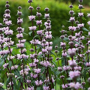 6 x sauge tubéreuse de jérusalem - phlomis tuberosa  - godet 9x9 cm