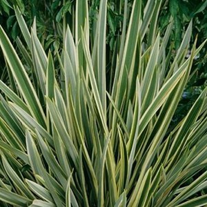Lin de nouvelle-zélande  - phormium tenax 'variegatum'  - 60-80 cm pot