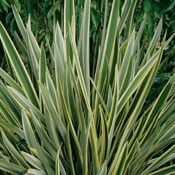 Arborix - Lin de nouvelle-zélande  - phormium tenax 'variegatum'  - 60-80 cm pot