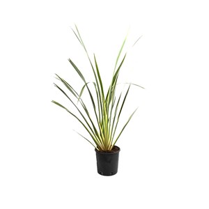 Lin de nouvelle-zélande  - phormium tenax 'variegatum'  - 60-80 cm pot