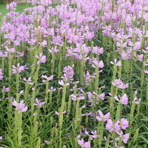 Cataleptique  - physostegia virginiana 'bouquet rose'  - godet 9x9 cm