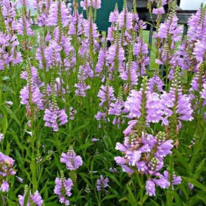 6 x cataleptique  - physostegia virginiana 'bouquet rose'  - godet 9x9 cm