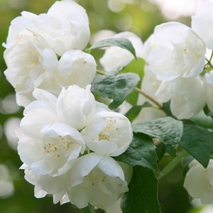 2 x seringat  - philadelphus 'virginal'  - 50-60 cm pot