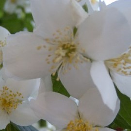 2 x seringat  - philadelphus 'virginal'  - 50-60 cm pot