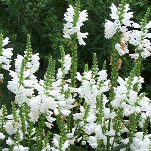 Cataleptique  - physostegia virginiana 'summer snow'  - godet 9x9 cm