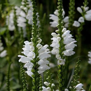 6 x cataleptique  - physostegia virginiana 'summer snow'  - godet 9x9 cm