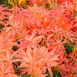 2 x andromède  - pieris 'forest flame'  - 20-30 cm pot