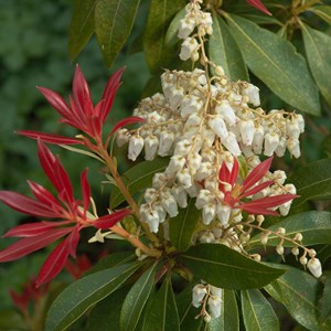 Andromède  - pieris 'forest flame'  - 30-40 cm pot