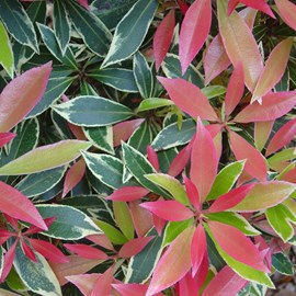 Andromède  - pieris 'flaming silver'  - 30-40 cm pot