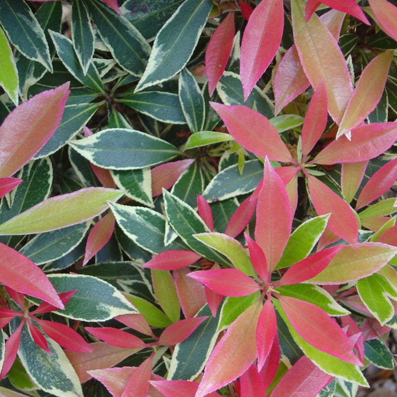 Andromède - pieris 'flaming silver' - 30-40 cm pot