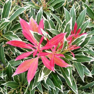 Andromède  - pieris 'flaming silver'  - 30-40 cm pot