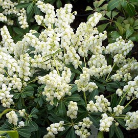 Andromède du japon  - pieris japonica 'debutante'  - 30-40 cm pot