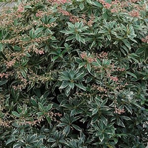 2 x andromède du japon  - pieris japonica 'little heath'  - 20-30 cm pot