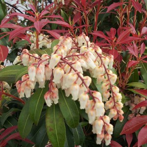 Andromède du japon  - pieris japonica 'mountain fire'  - 30-40 cm pot