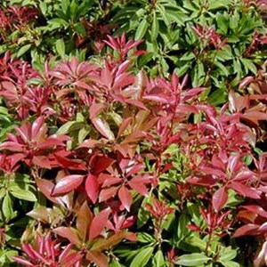 Andromède du japon  - pieris japonica 'mountain fire'  - 30-40 cm pot