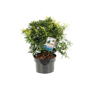 2 x andromède du japon  - pieris japonica 'sarabande'  - 20-30 cm pot