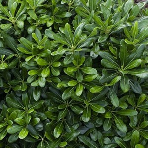 Pittosporum tobira 'nanum' - 25-30 cm pot