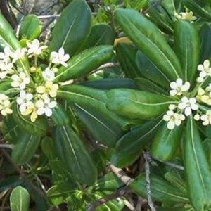 Pittosporum tobira - 40-50 cm pot