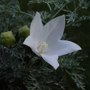 Fleur ballon  - platycodon grandiflorus 'fuji white'  - godet 9x9 cm