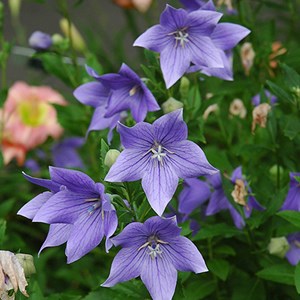 Fleur ballon  - platycodon grandiflorus 'mariesii'  - godet 9x9 cm