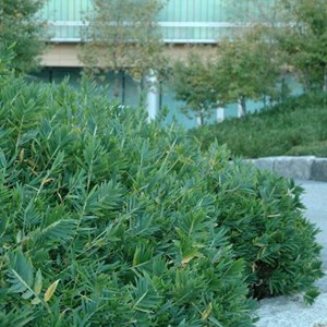 2 x bambou nain  - pleioblastus pygmaeus 'distichus'  - pot