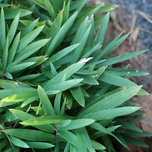 Arborix - 2 x bambou nain  - pleioblastus pygmaeus 'distichus'  - pot