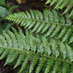 6 x aspidie lobée - polystichum aculeatum  - godet 9x9 cm