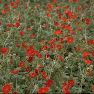 6 x potentille vivace - potentilla atrosanguinea  - godet 9x9 cm