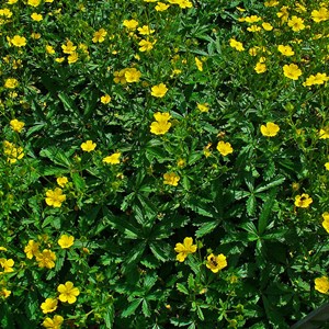 6 x potentille vivace jaune - potentilla aurea  - godet 9x9 cm