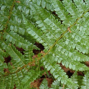 6 x aspidie de braun - polystichum braunii  - godet 9x9 cm