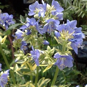 6 x valériane grecque - polemonium caeruleum  - godet 9x9 cm