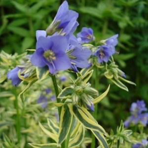 Échelle de jacob  - polemonium caeruleum 'brise d'anjou'  - godet 9x9 cm
