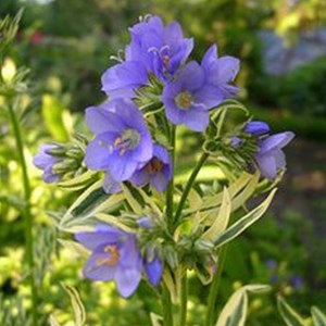 Échelle de jacob  - polemonium caeruleum 'brise d'anjou'  - godet 9x9 cm