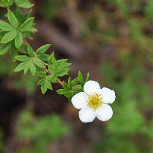 2 x potentille arbustive  - potentilla fruticosa 'abbotswood'  - 20-25 cm pot