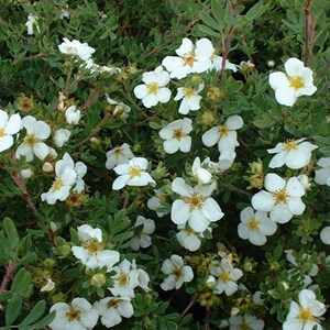 2 x potentille arbustive  - potentilla fruticosa 'abbotswood'  - 25-30 cm pot